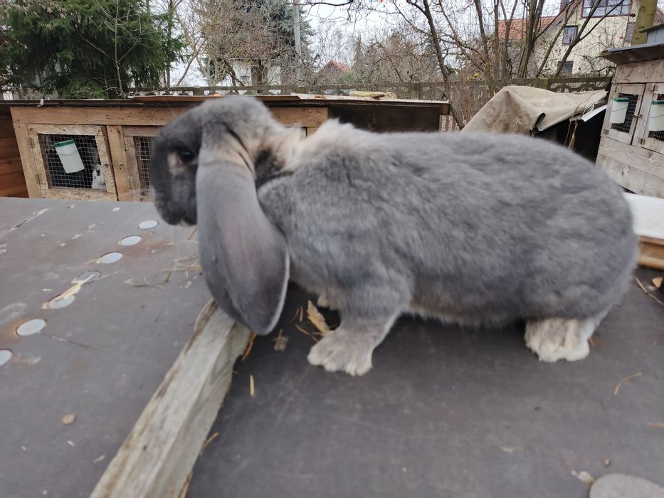 Króliki baran francuski  samiec