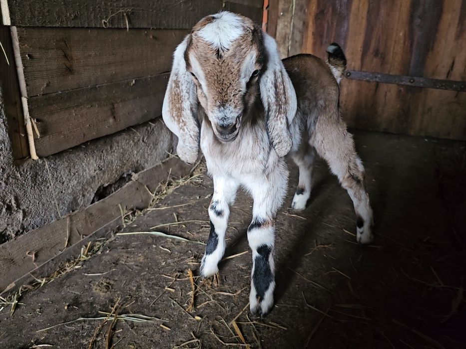 Koza kózka anglonubijska AN 100% rodowód PSHKA