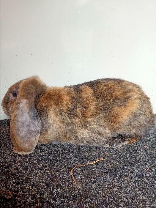 Французький баран (фб)  арлекін самець самка кролі-кролики