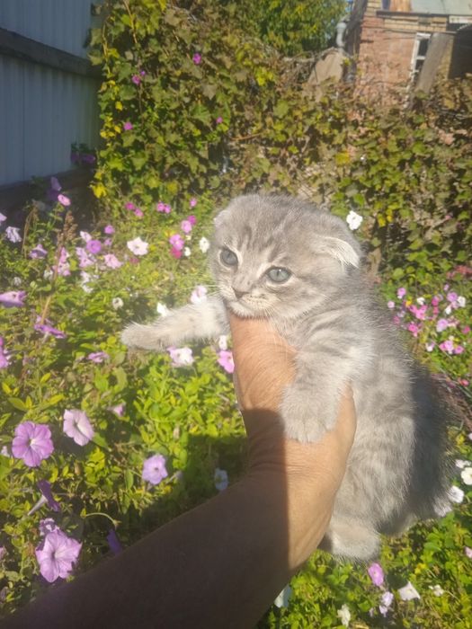 Котенята шукають родину