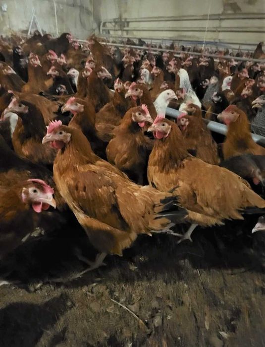 Kury nioski z jajkiem młode kurki dowóz