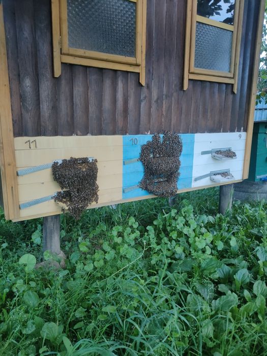 Продам бджолопакет