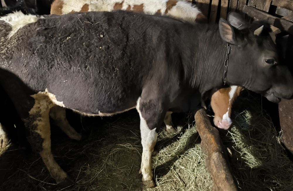 Продам Тільних телиць