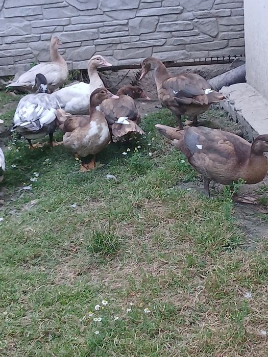 Sprzedam kaczki i kaczory mięsne