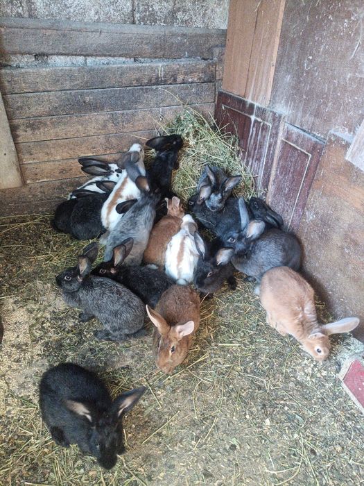 Продам  Кролі...