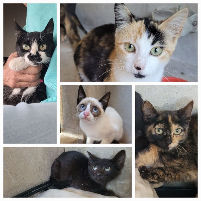 Gatos para adoção