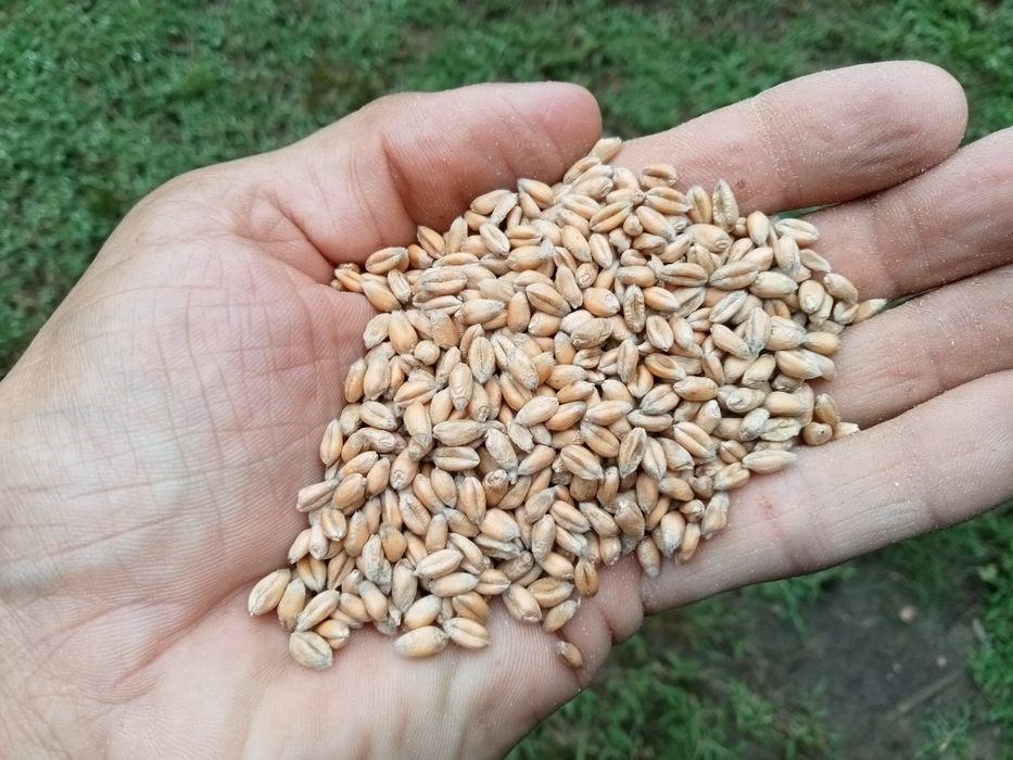 Pszecznica na mąkę i dla drobiu oraz inne zboża.