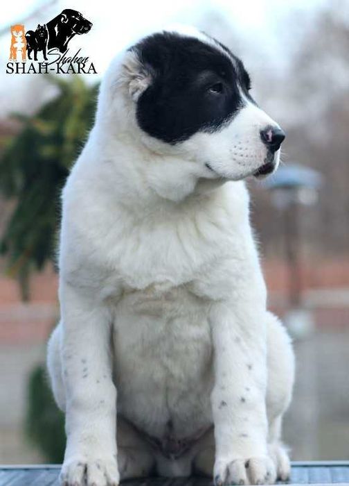 Шикарный кобель Среднеазиатской овчарки