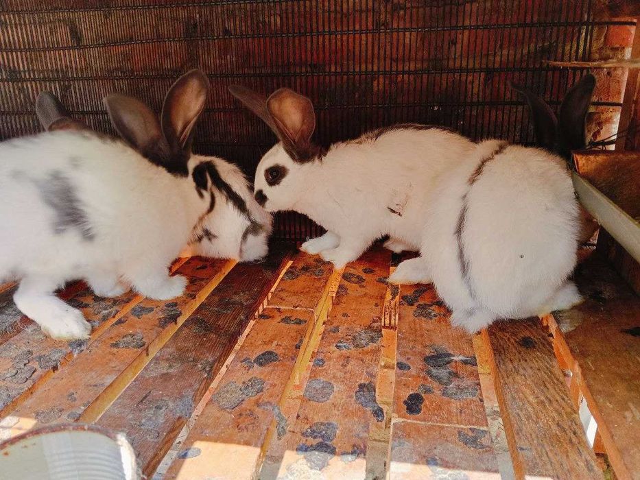 кролики строкач від 400 грн/шт