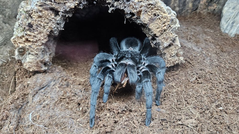 Gramostola Pulchra Samica 8DC