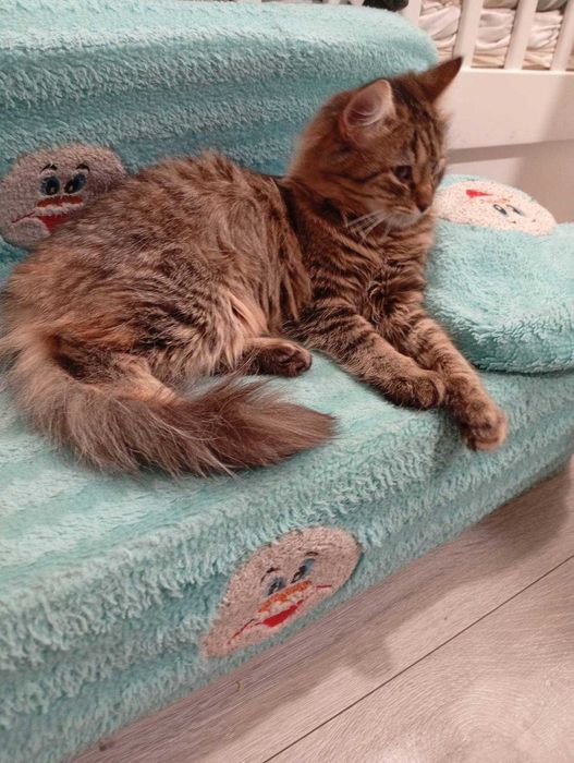 Подарую котика дівчинка