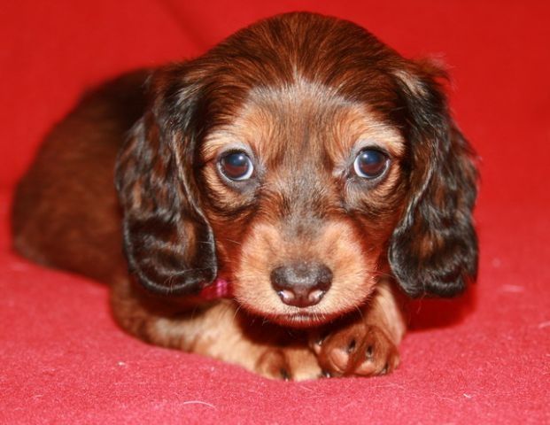 Teckel vermelho  MACHINHO