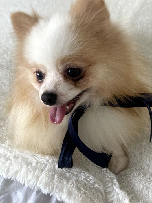 Померанські шпіци — Гарантовано закохаєтесь з першого погляду