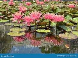 nanufara /lilia Holand