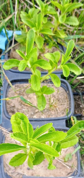 Стевія. Іспанська селекція. Природний замінник цукру