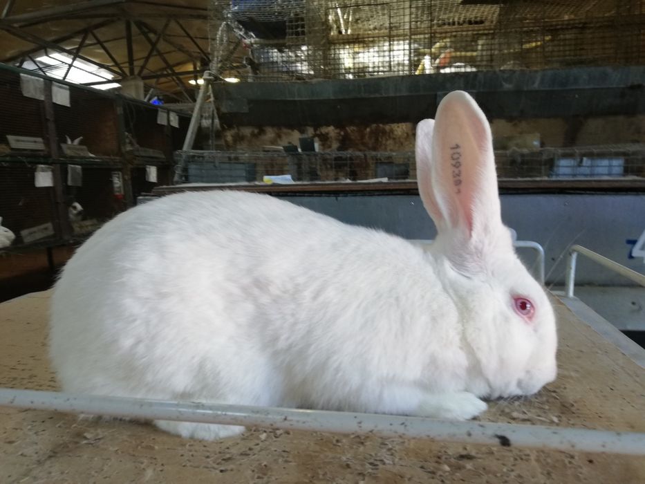 Królik termondzki biały samiec króliki