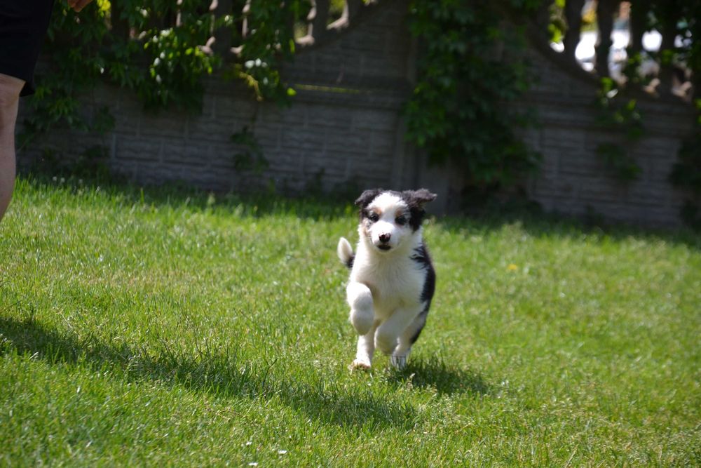 Border Collie piesek