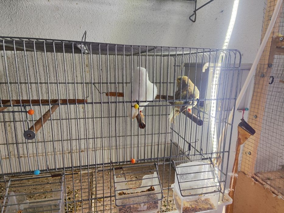Glosters casais e gaiolas