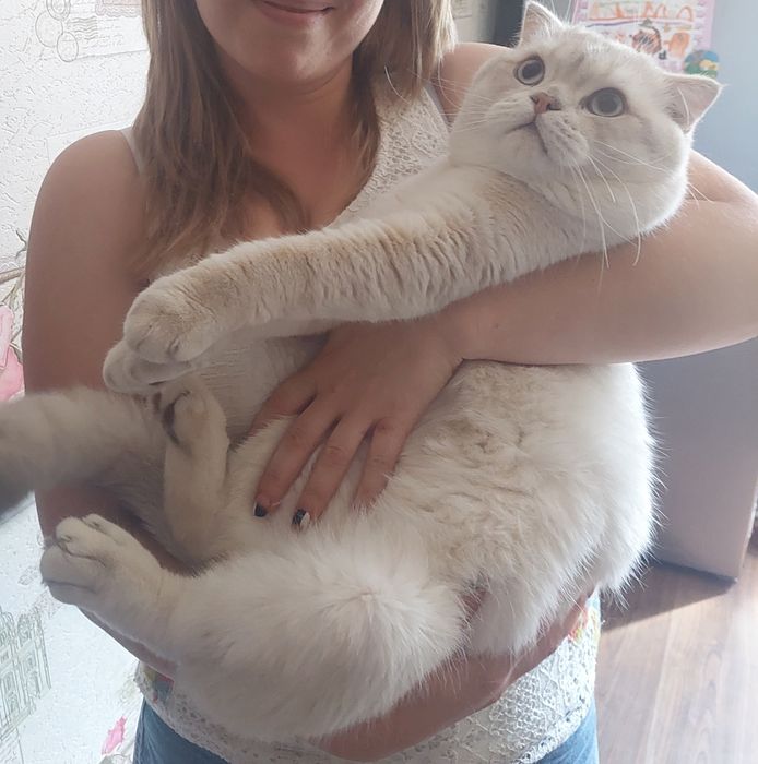 Шотландський висловухий в'язка.