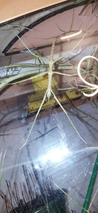 PILNE Patyczaki patyczak za darmo oddam