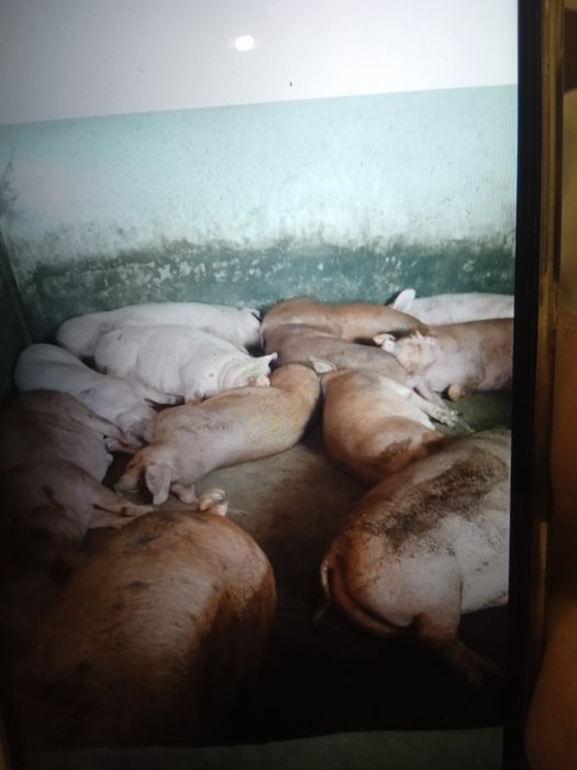 Продам великі свині