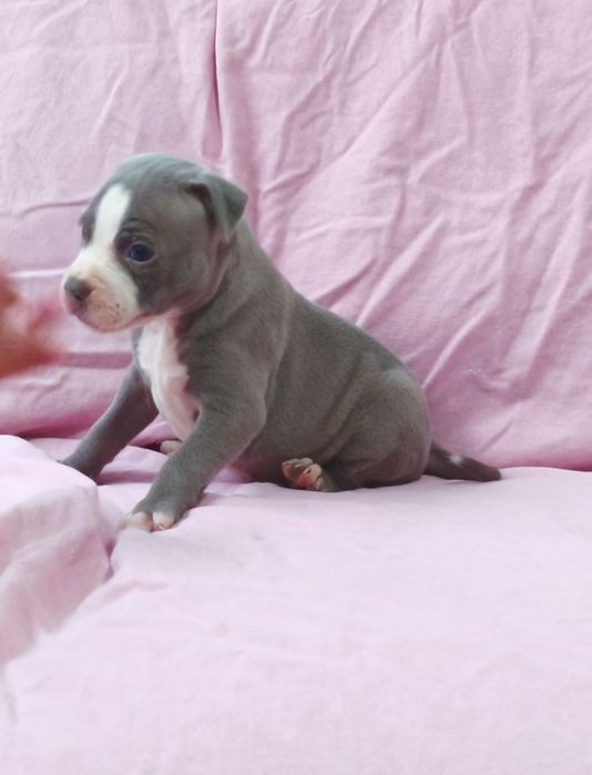 Fêmea American pitbull blue nose