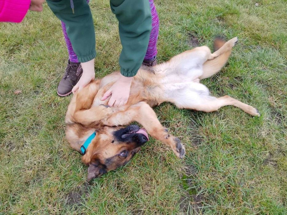 Bibi – młoda, wesoła sunia w typie owczarka do adopcji