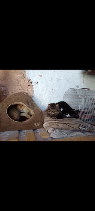 Gatinhos para adoção responsável