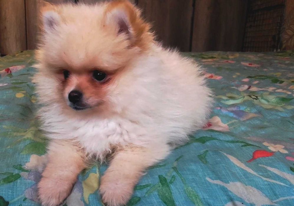 Szpic miniaturowy pomeranian - rodowód, wyprawka, paszport