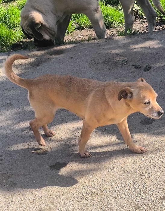Cadelinha de porte pequeno para adopção