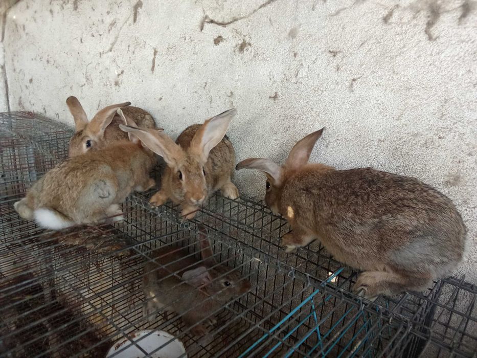Coelhos caseiros