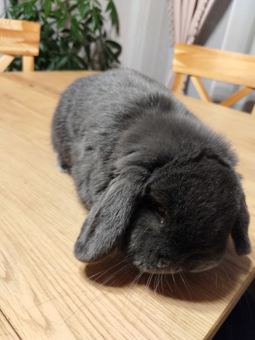 Mini lop z domowej hodowli