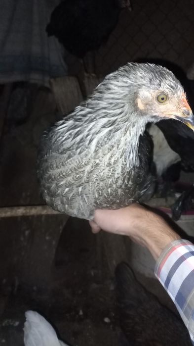 Vende se galinhas, frangos e patos