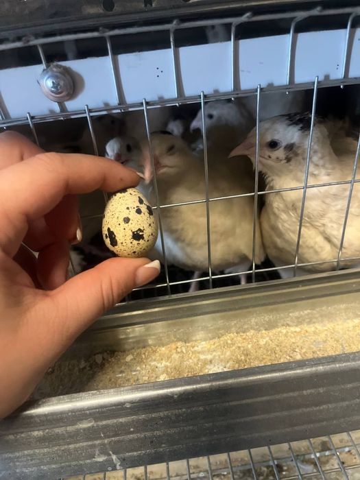 Перепела,тушки,яйцо