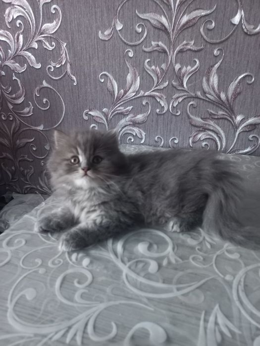 Котики шотландські