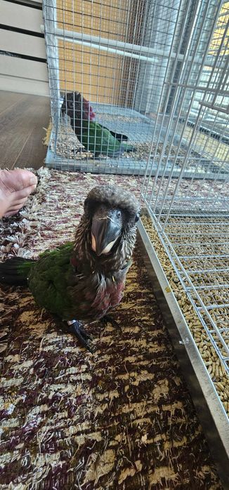 Vendo papagaios Deroptyus Accipitrinus