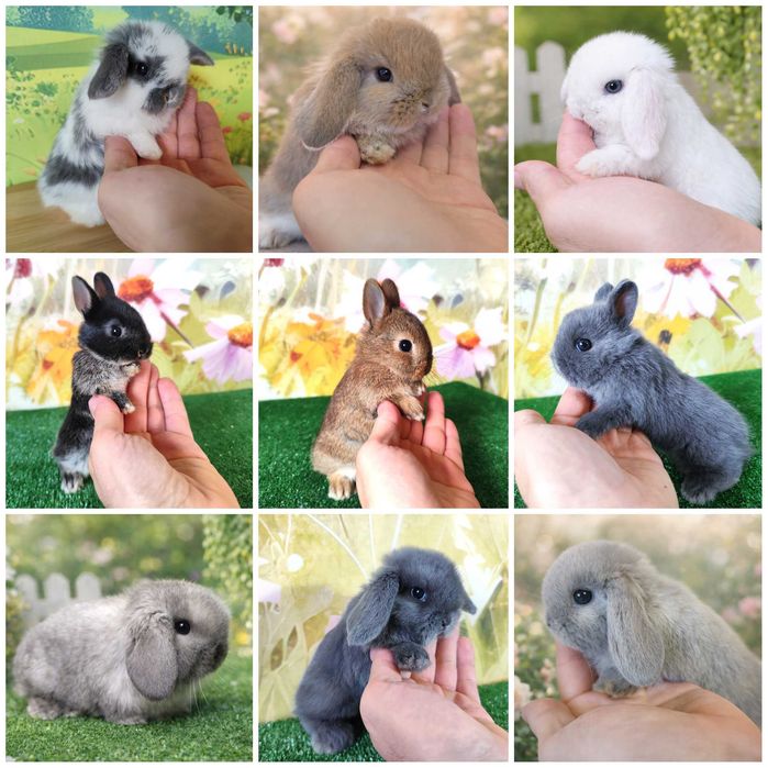AKTUALNE Mini Lop i Rex - króliczki miniaturki z renomowanej hodowli