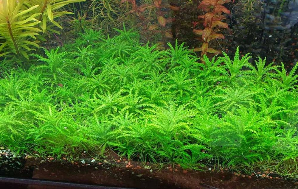 pogostemon helferi- gwiazda  wodna