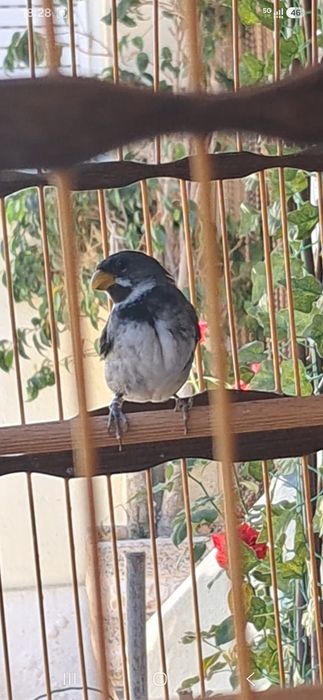 Coleirinho de gola Tui Tui