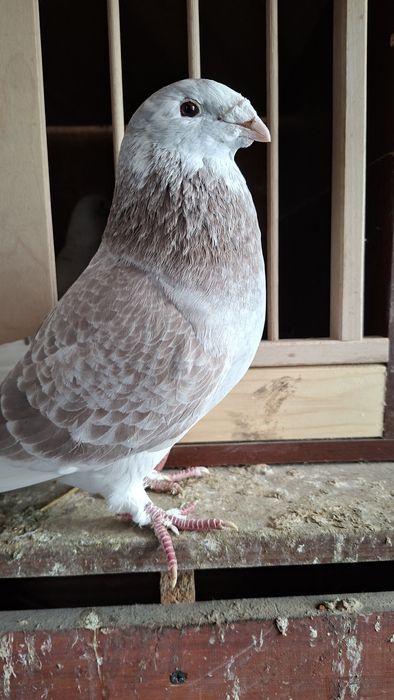 Gołębie standard samiczka 23r