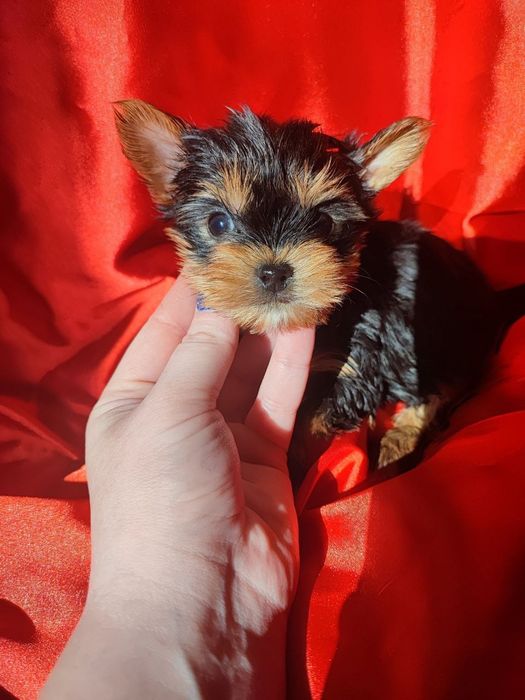 Малюки йорка бебі фейс