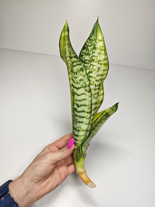 Sansevieria Futura var