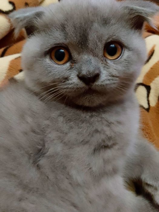 Продаються котеннята висловухі