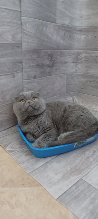 Шотландский вислоухий