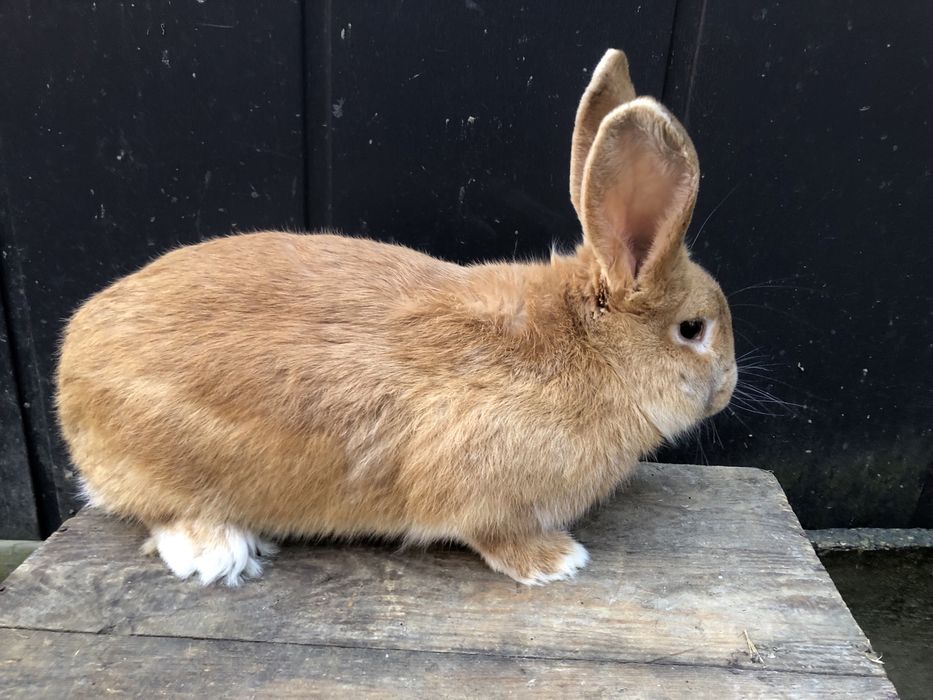 Królik - samczyk