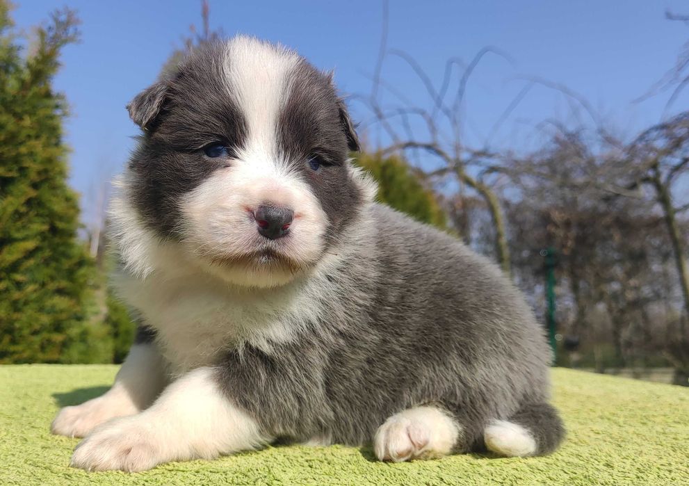 Rasowy Pies Border Collie - Szczeniak WINTER z pełną dok. z hodowli