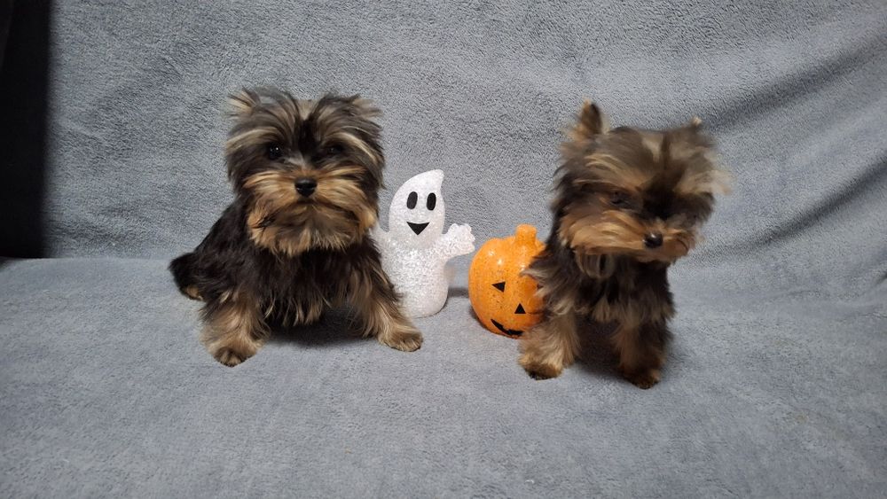 Йоркширский терьер щенки мини