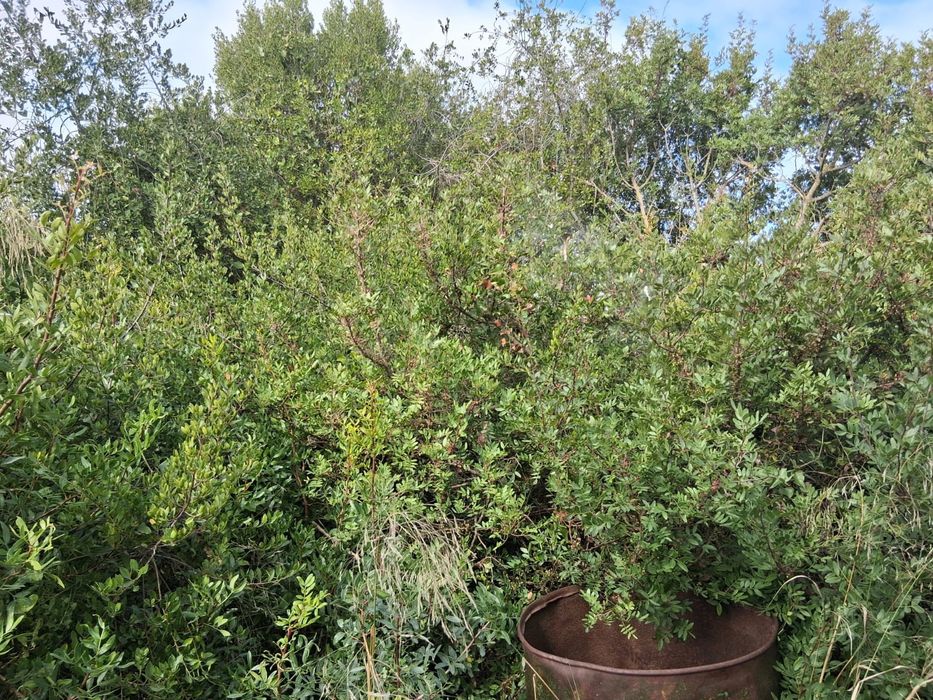 Casa de campo em ruína com terreno