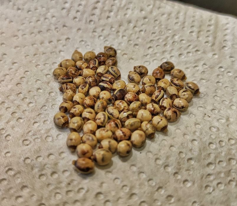 Straszyk Australijski jajka jaja