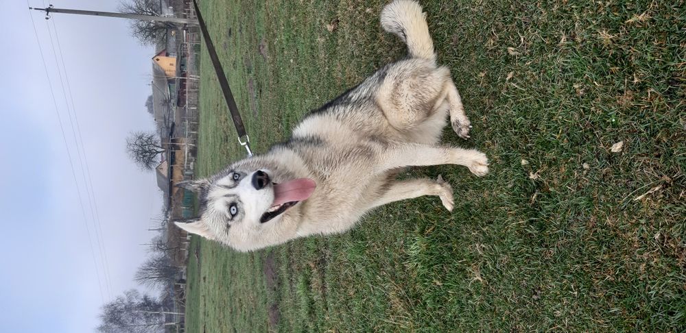 Вязка хаскі чистокровний